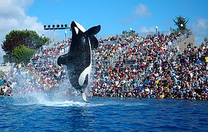 Biểu diến cá voi ở Florida, sưu tầm từ internet