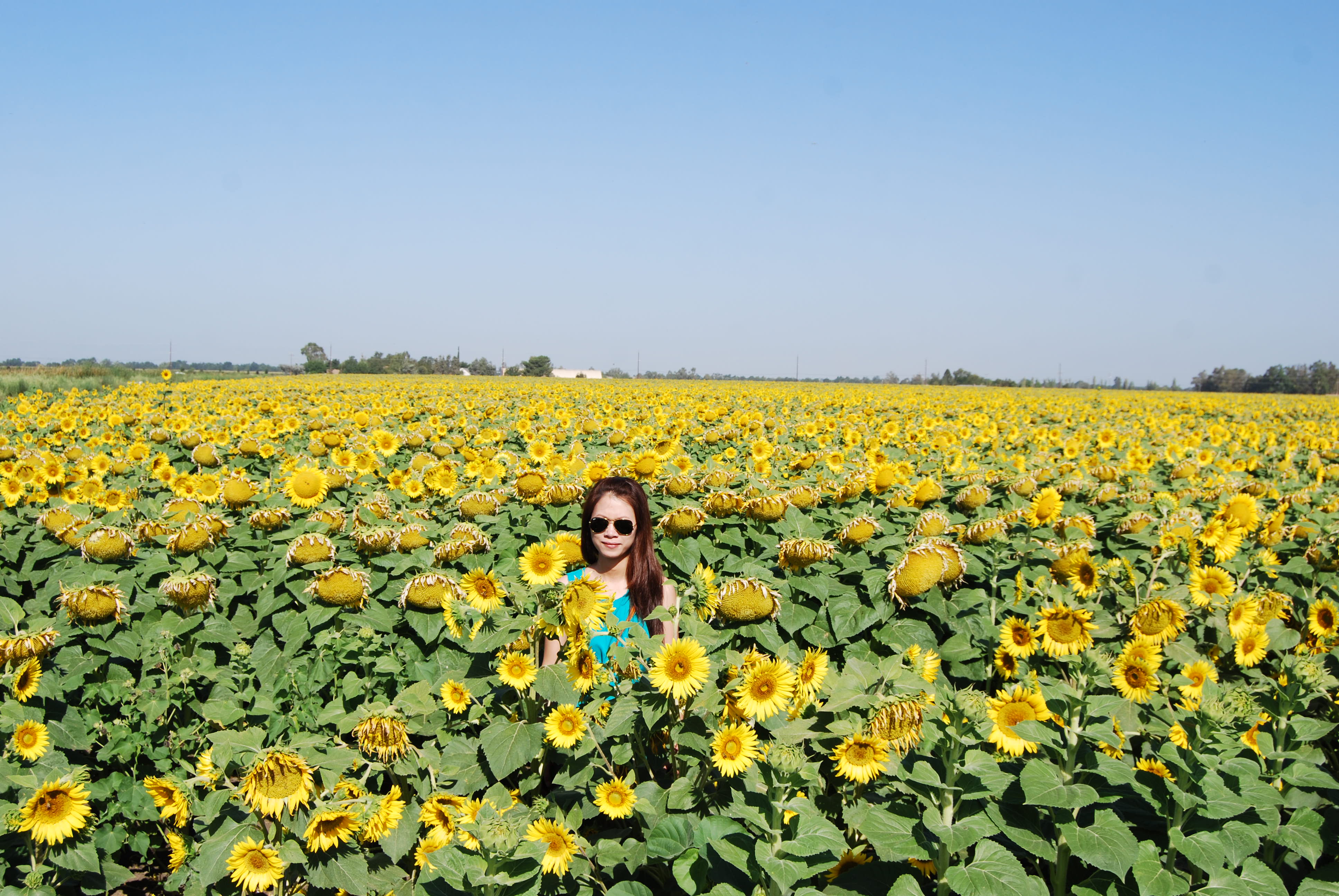 Ảnh 7: Một bạn nữ làm dáng trên cánh đồng bạt ngàn hoa hướng dương vào mùa hạ ở Bắc Cali