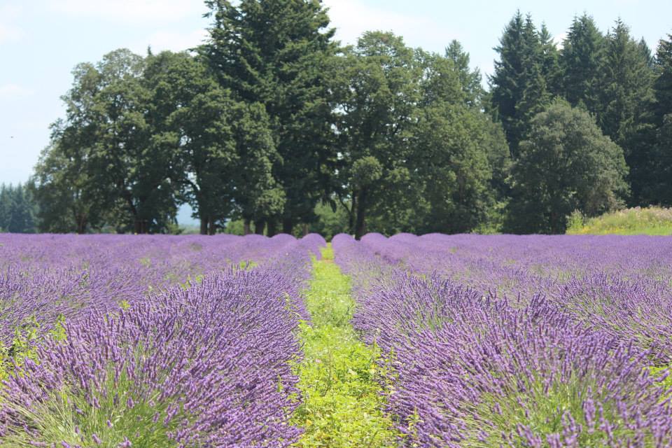Mùa hoa Lavender – tháng 7