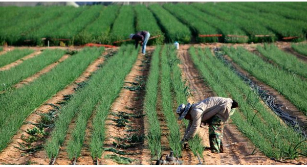1-thai-workers-tending-a-farm-in-israel-1458120513701-crop-1458181898919