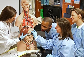 Kỹ thuật y sinh là ngành học được đánh giá triển vọng nhất năm 2017 ở Mỹ. Ảnh: Emaze.